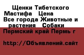 Щенки Тибетского Мастифа › Цена ­ 90 000 - Все города Животные и растения » Собаки   . Пермский край,Пермь г.